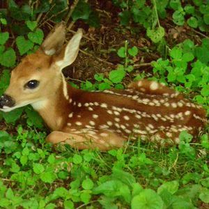 Meet your Posher, Tom
